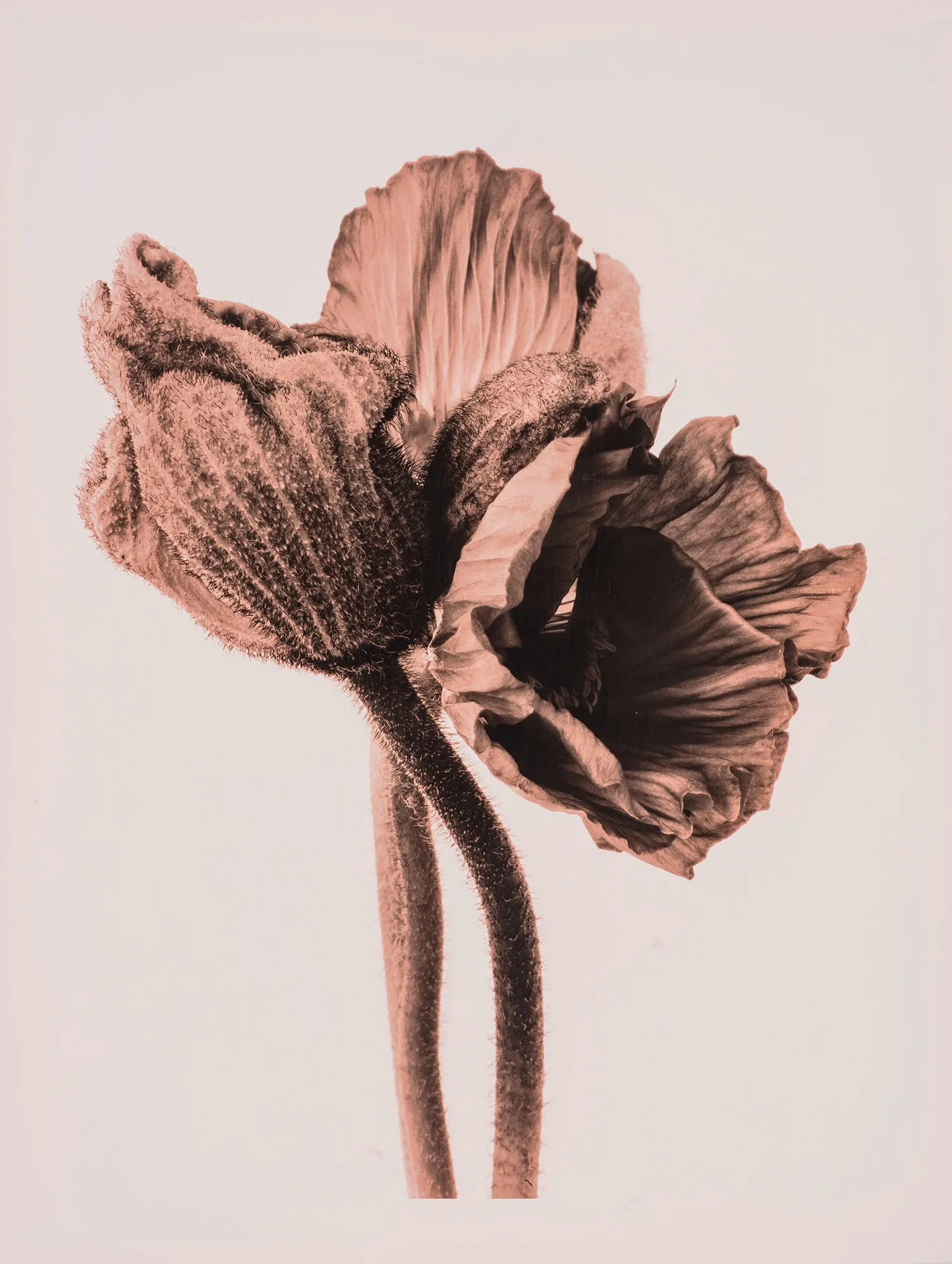 Ulrich Schmitt, Mohn-15B-Cuprum, 2003/2018