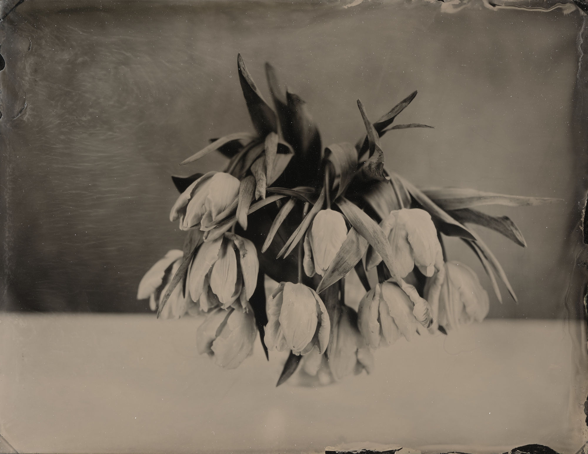 Steffen Diemer, Tulpen, WVZ 69, 2018