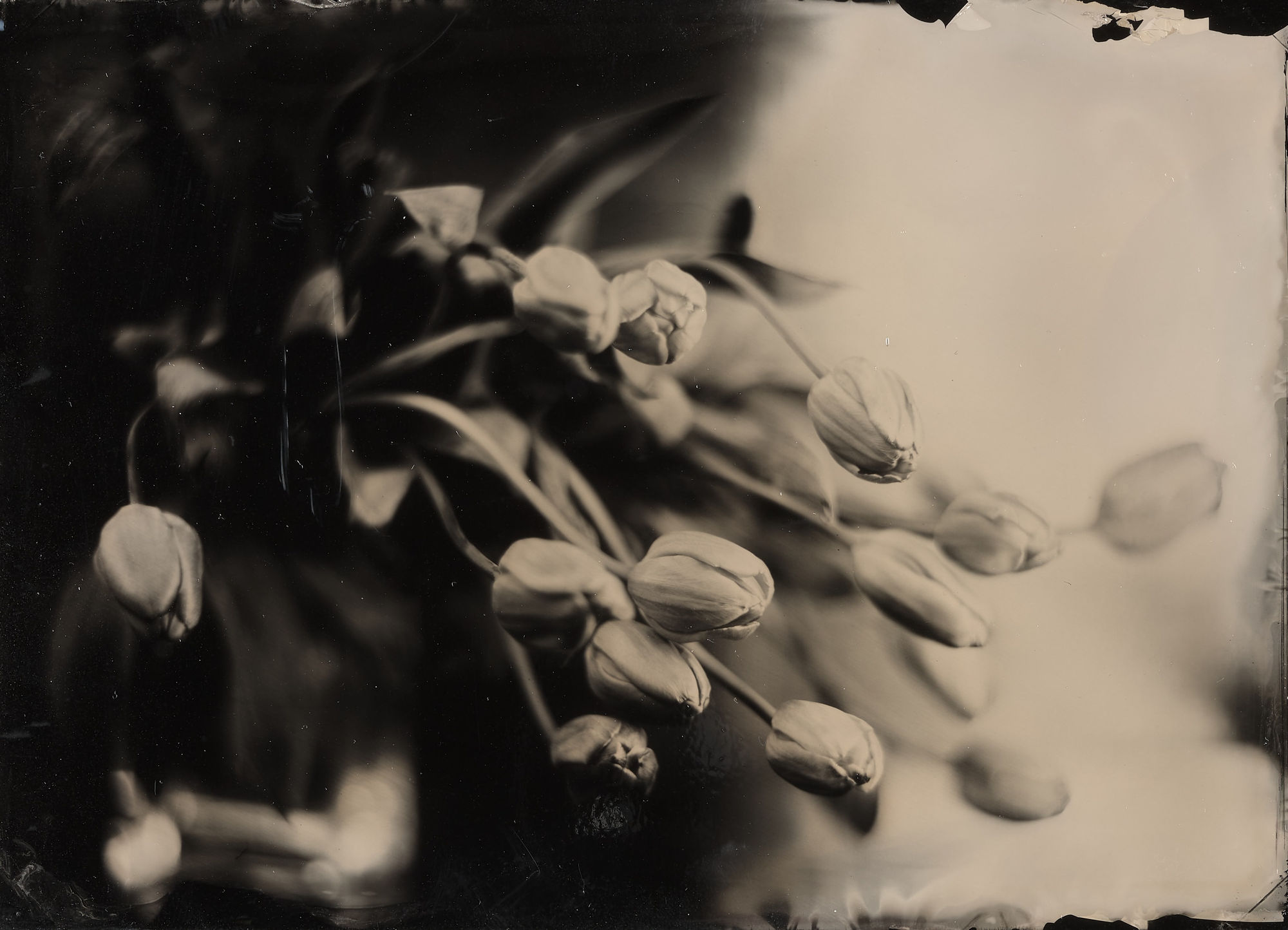 Steffen Diemer, Tulpen, WVZ 392, 2017