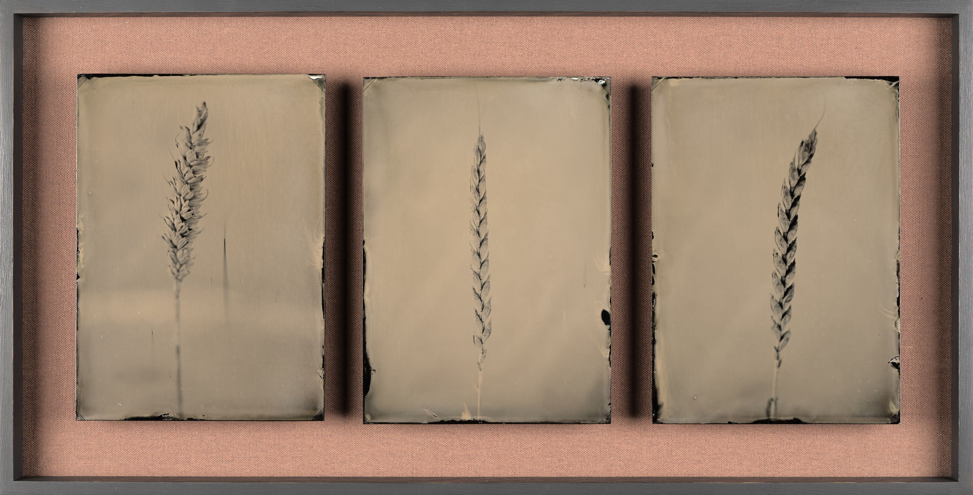 Steffen Diemer, Weizen, WVZ 219, 2017