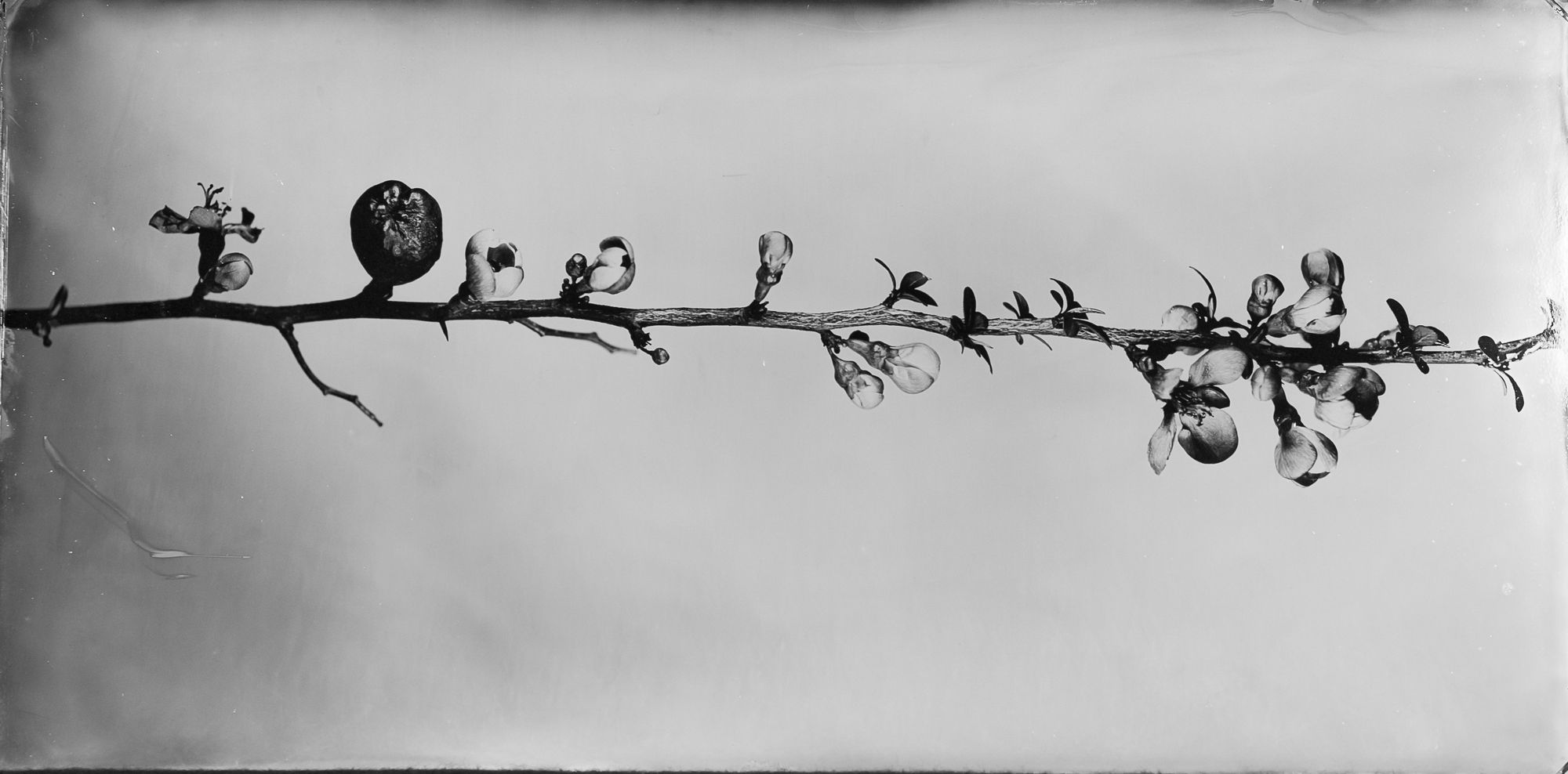 Steffen Diemer, Japanische Quitte, WVZ 1069, 2024