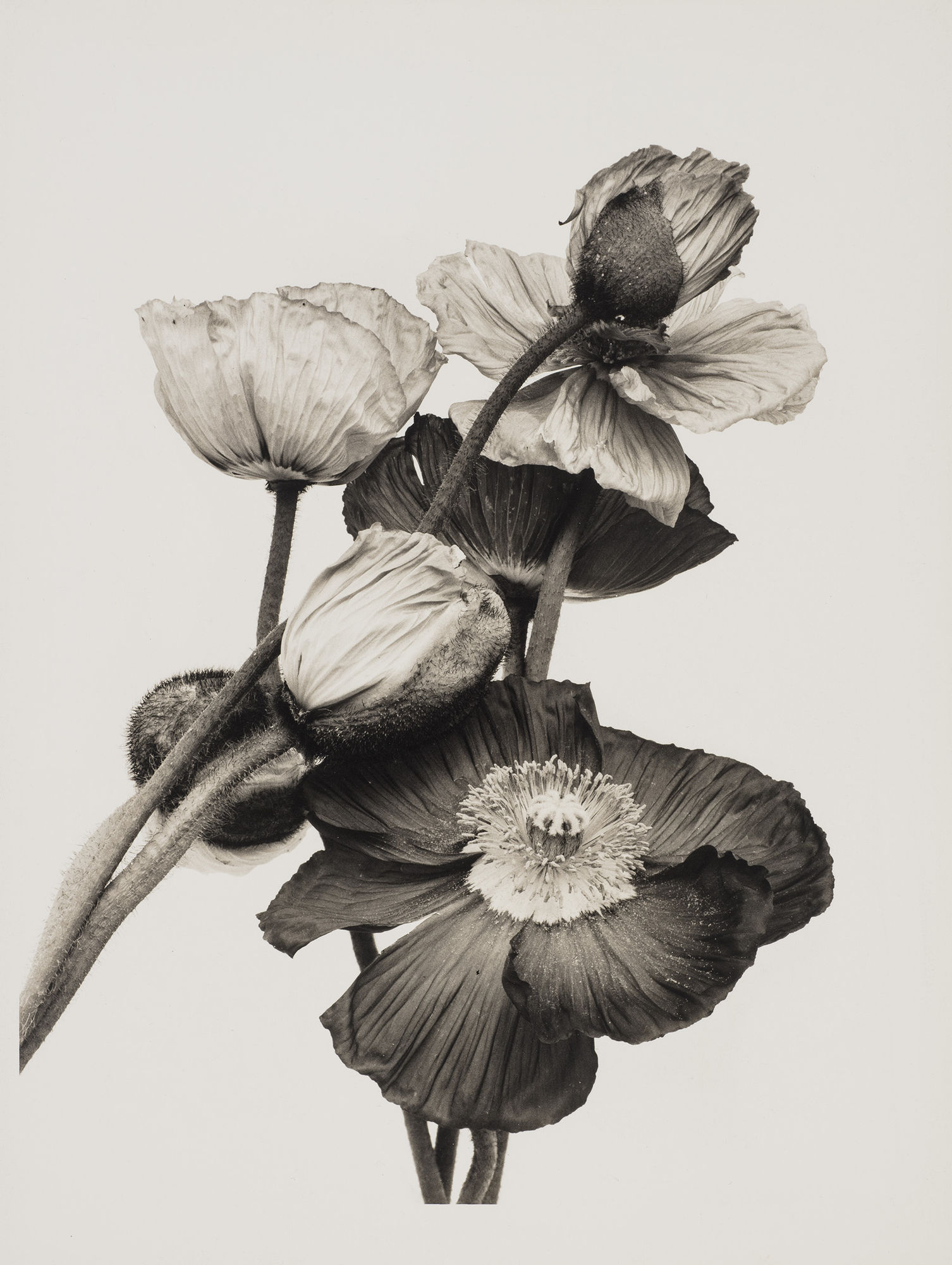 Ulrich Schmitt, Mohn-08A-Palladium, 2003/2018