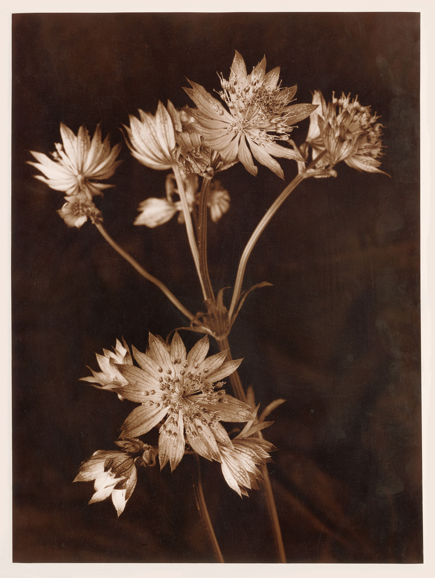 Ulrich Schmitt, Astrantien-43-Cuprum, 2017/2018