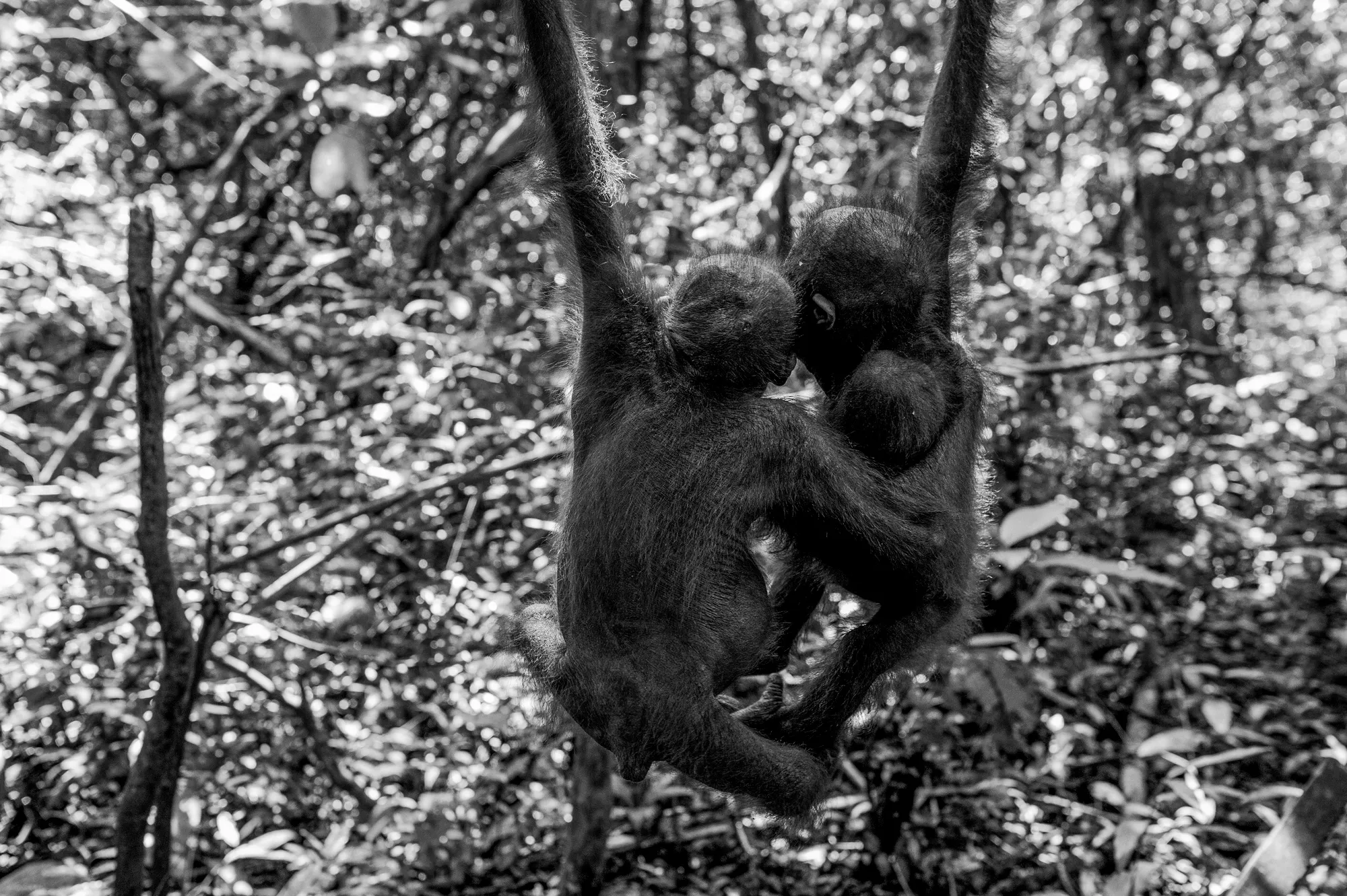 Dilla Djalil Daniel, WE HAVE NO MOTHERS BUT WE HAVE EACH OTHER , 2016