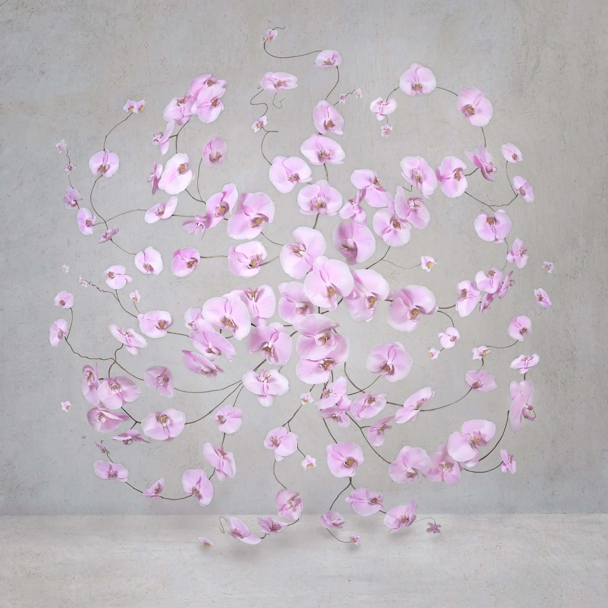 Isabelle van Zeijl, Infinite Pink, 2024