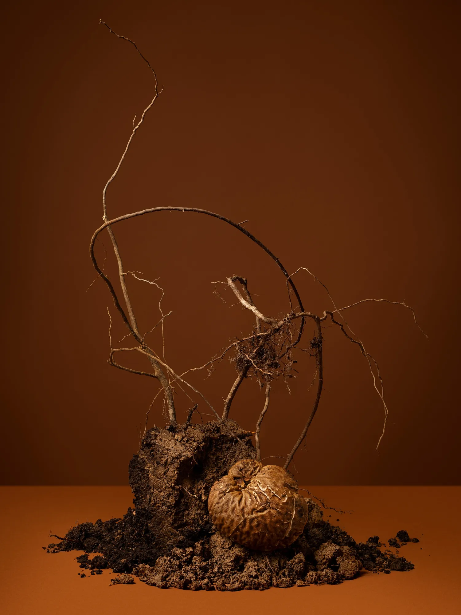 Ann Shelton, All the herbalists and I are root diggers (Roots, Root Diggers, Wortcunners, Root Men, Root Maids), 2022 ongoing