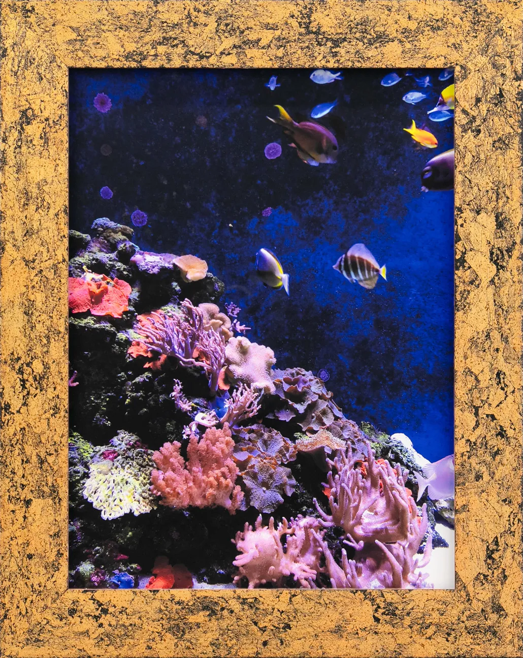Erica van Zon, Coral Reef Tank, 2024