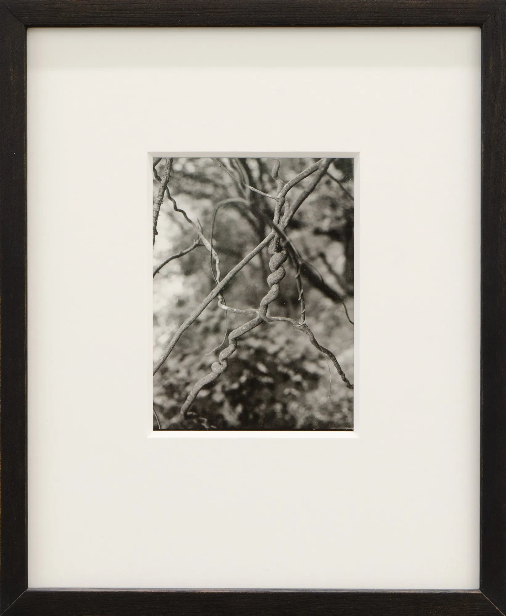 Harry Culy, Untitled (Vines), Tokaanu Wellington, 2020