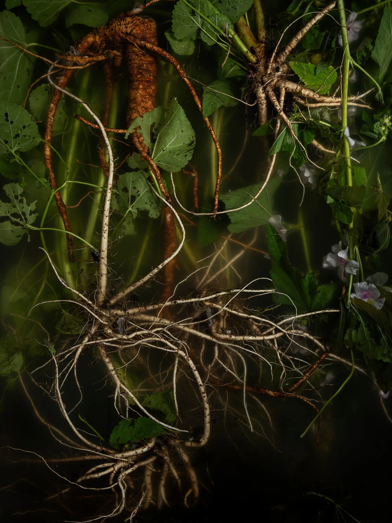 Ann Shelton, A healer's name, (marshmallow, sweet weed, mallow, mallards, mauls, ketmia, schloss tea, cheeses, mortification root, white mallow, altheia), 2025