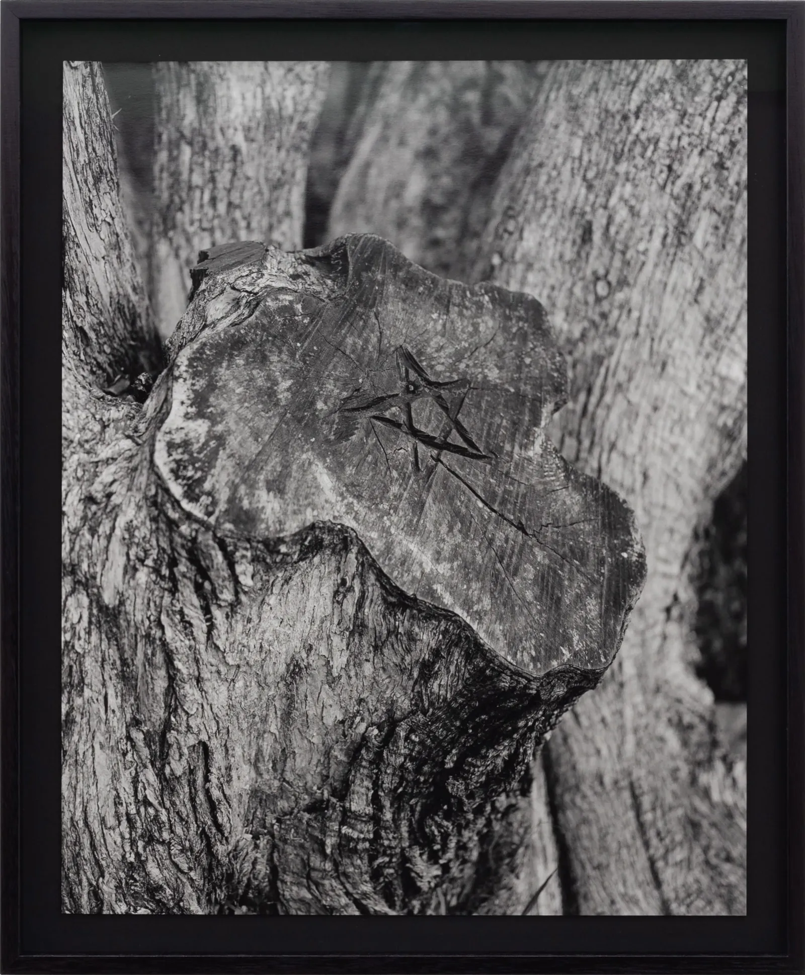 Harry Culy, Untitled (Tree Stump II), 2022