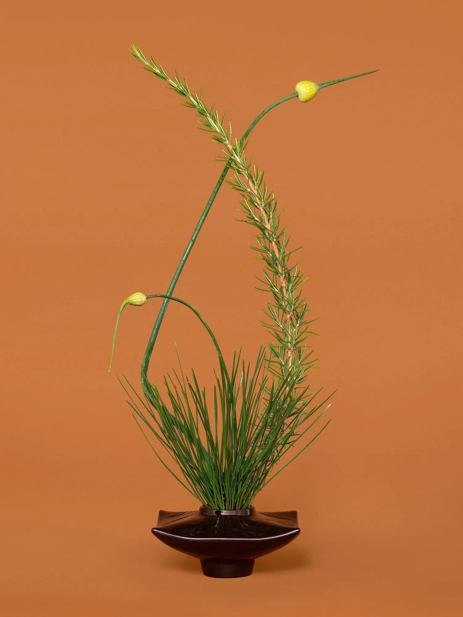 Ann Shelton, The Diplomat, Rosemary (Salvia rosmarinus, sp.), 2021