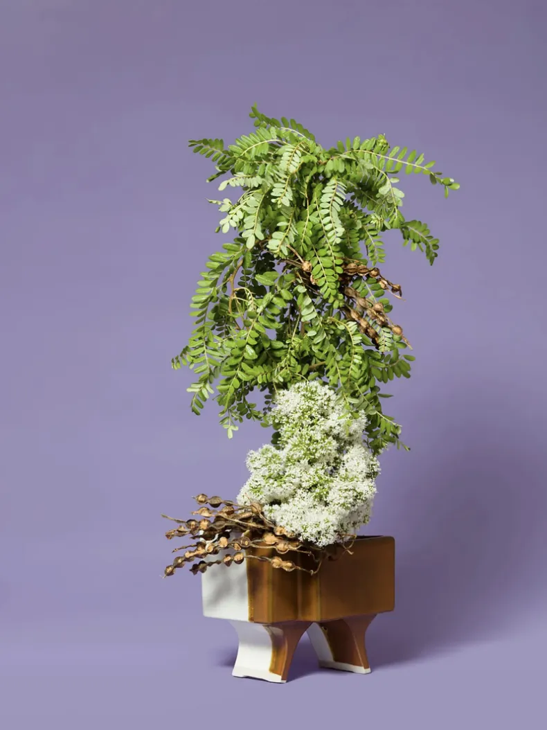 Ann Shelton, The Ladies Maid, Valerian (Valerian sp.), 2019