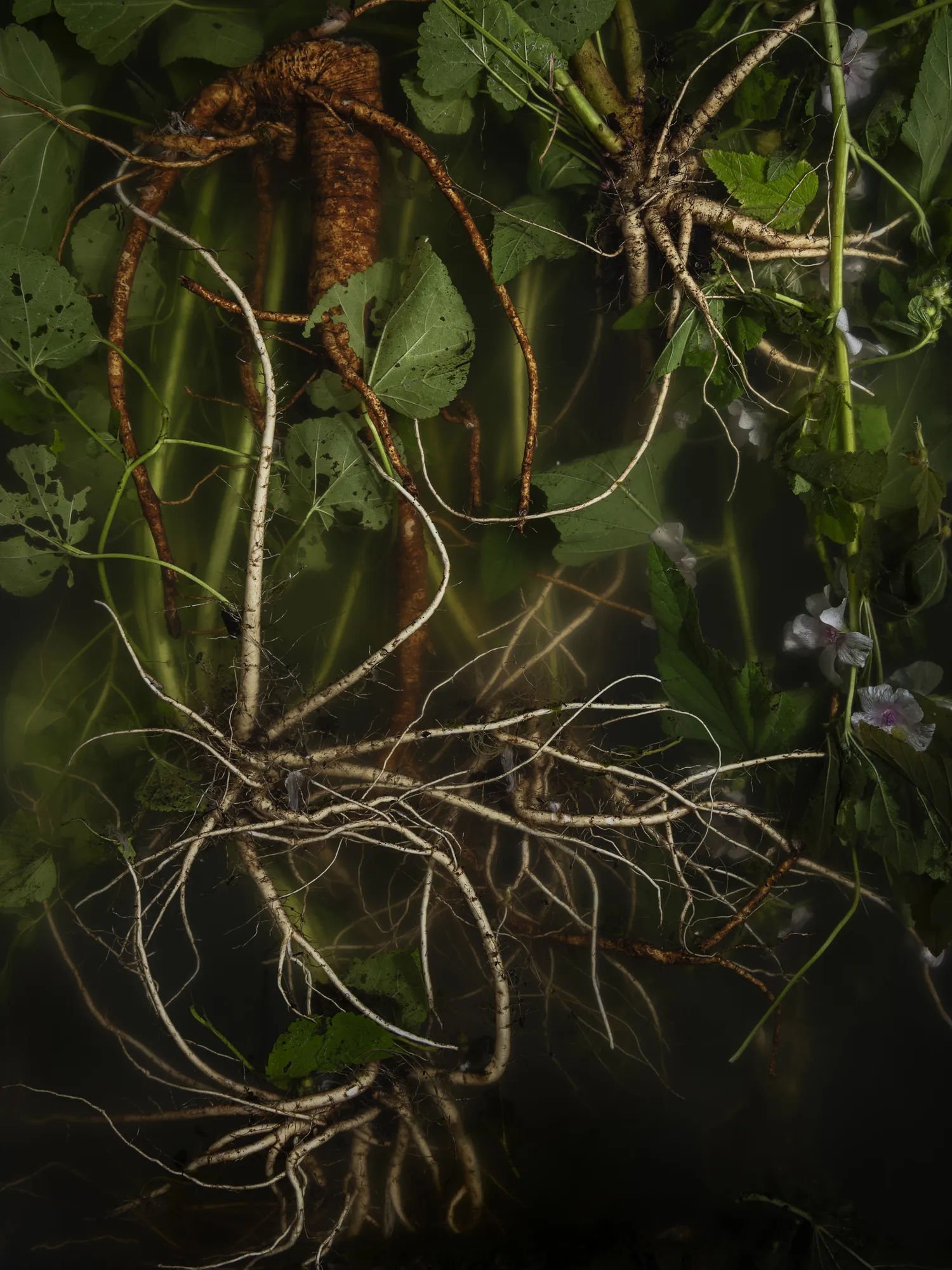 Ann Shelton, A healers name, (Marshmallow, sweet weed, mallow, mallards, mauls, ketmia, schloss tea, cheeses, mortification root, white mallow, altheia), 2025