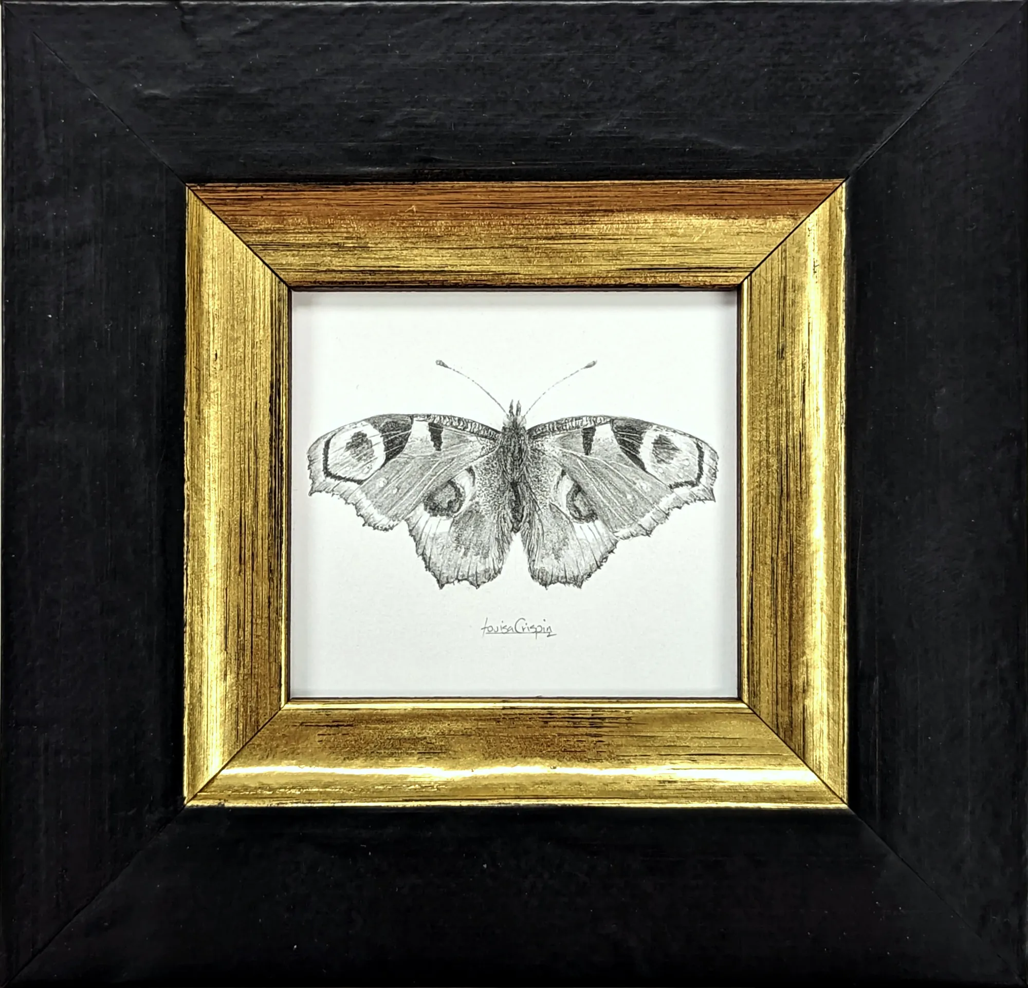 Louisa Crispin, Peacock PB001