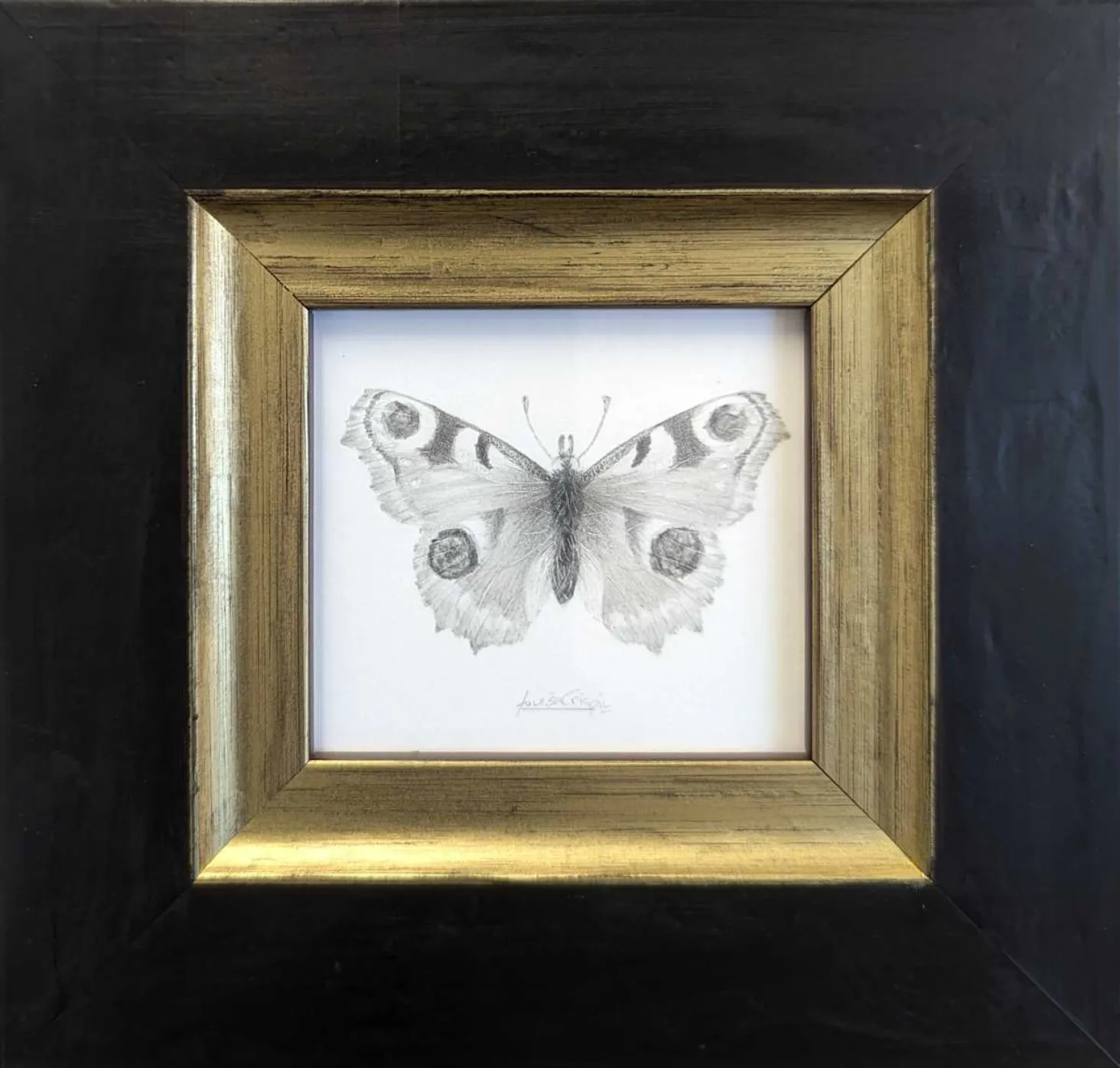 Louisa Crispin, Peacock (PB004)