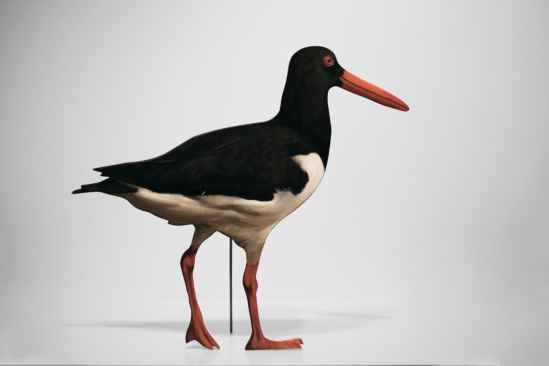 François Malingrëy, Huitrier pie (5), 2025