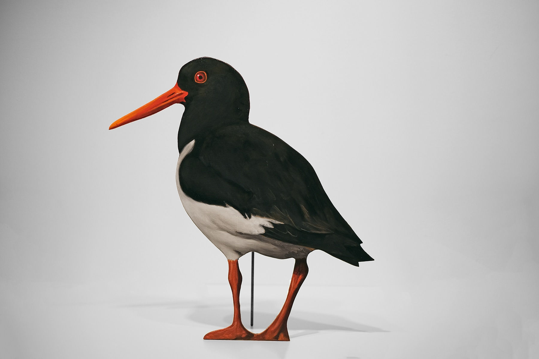 François Malingrëy, Huitrier pie (4), 2025