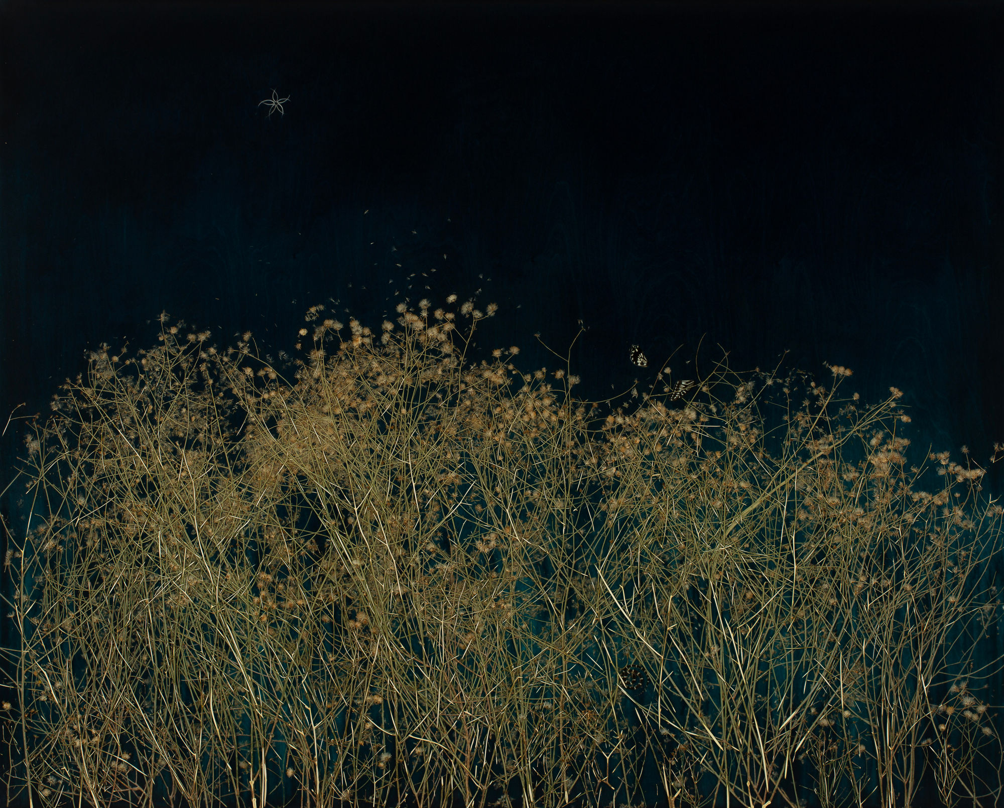 Mayme Kratz, Dark Garden 15, 2024