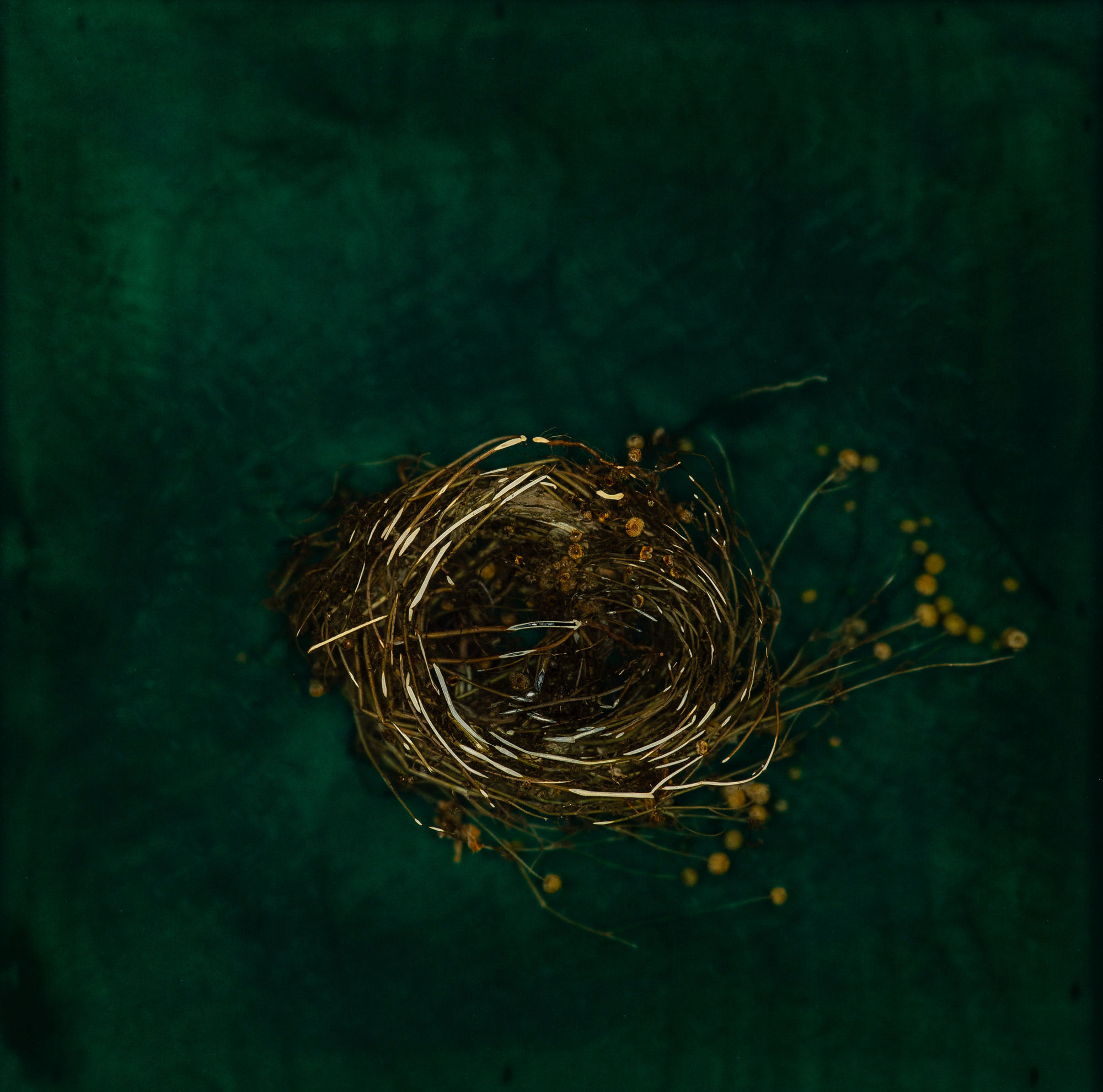 Mayme Kratz, Knot 394, 2024