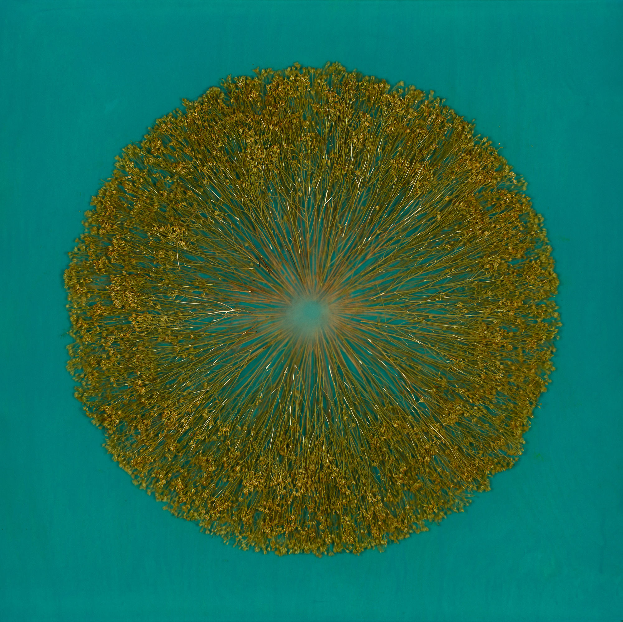 Mayme Kratz, Vanishing Light 49, 2024