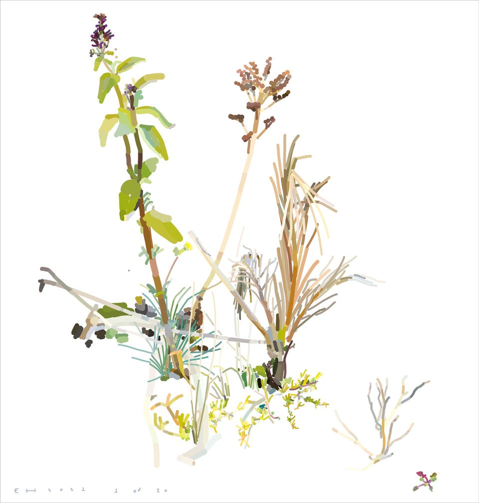 Eddie Howard, Autumn Cow Parsley, 2021