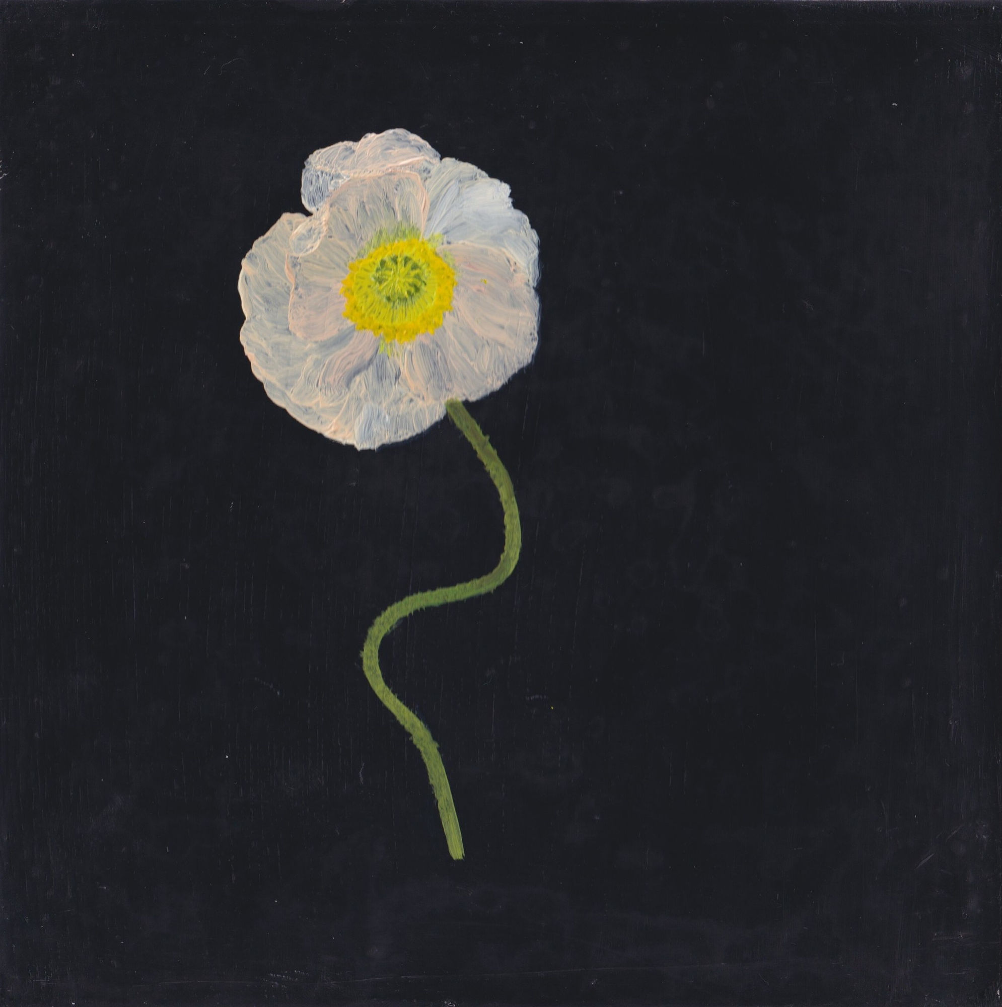 Melanie Miller, White Poppy , 2022