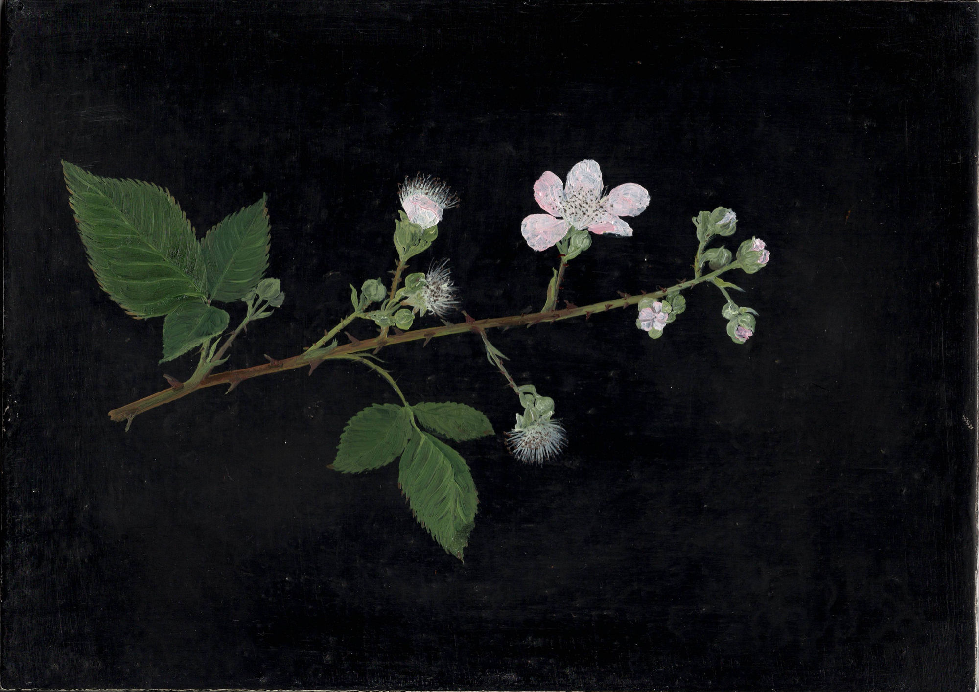 Melanie Miller, Bramble, 2020