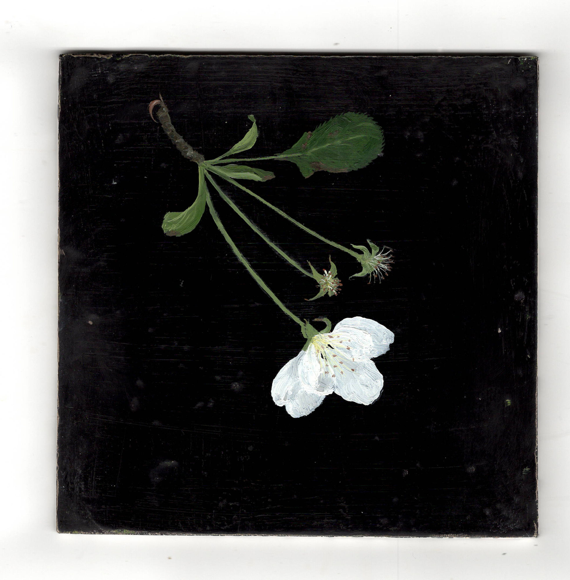 Melanie Miller, Single White Blossom, 2020