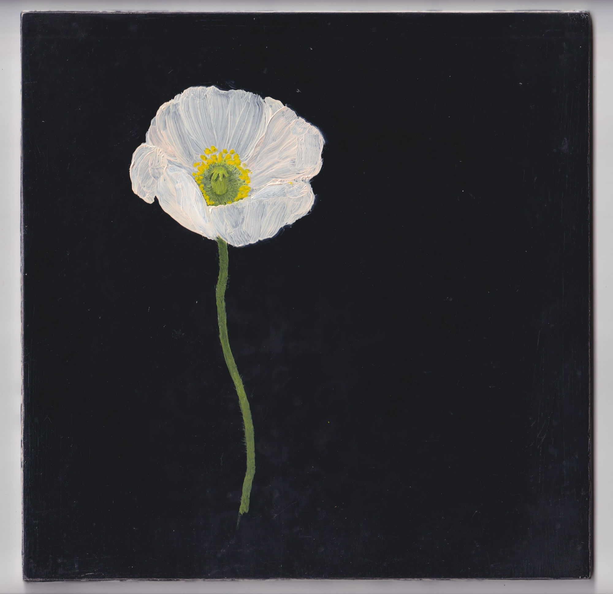 Melanie Miller, White Poppy II, 2022