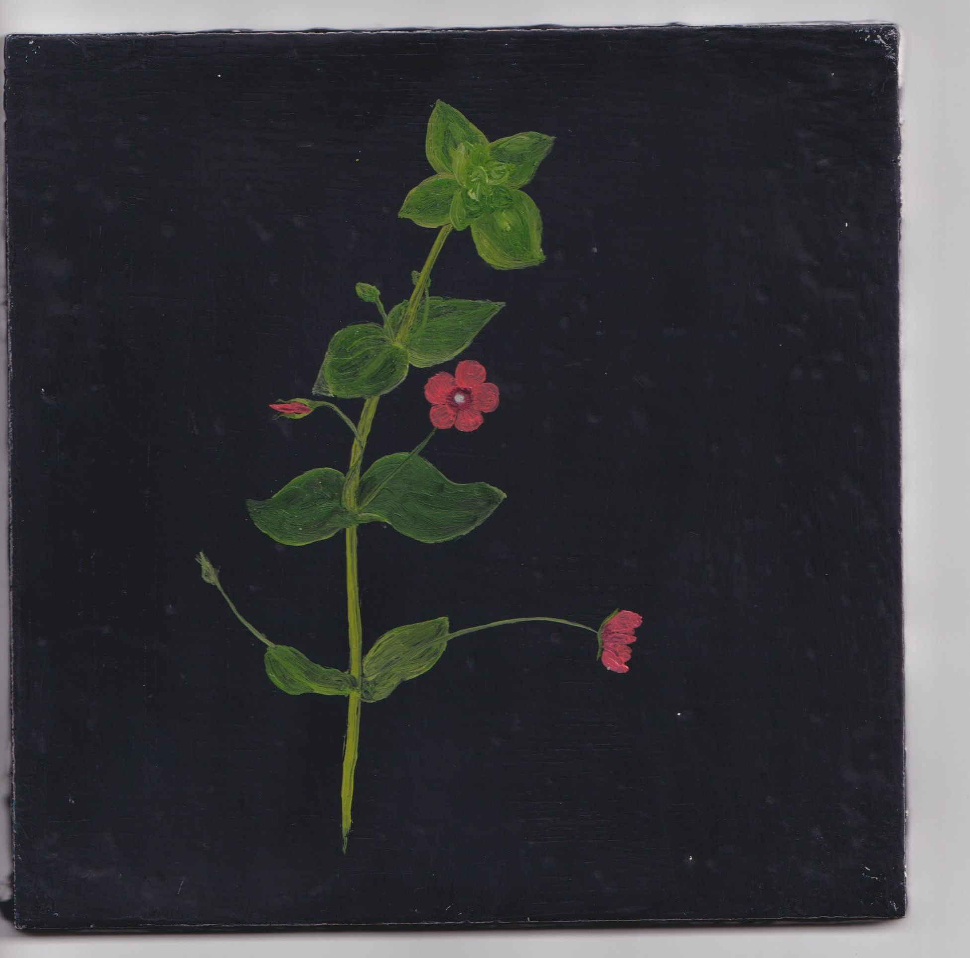 Melanie Miller, Pimpernel, 2023