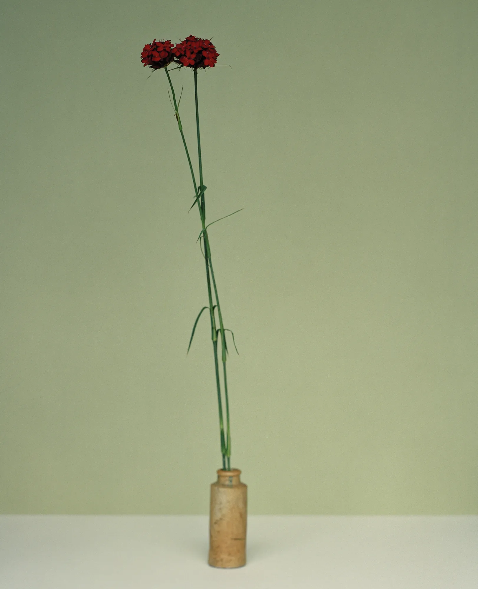 Kate Friend, Dan Pearson, Dianthus Cruentus, Somerset, 2020