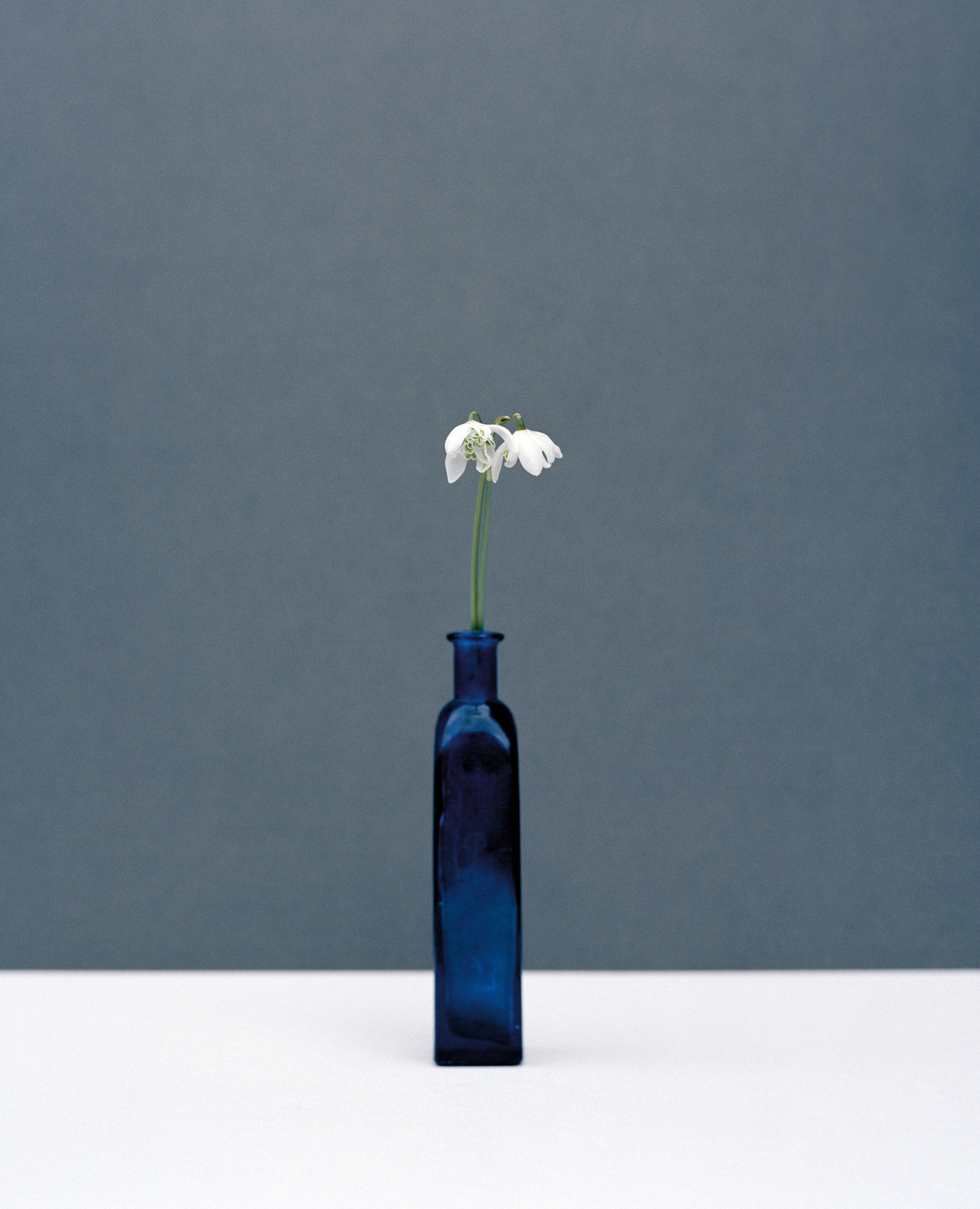 Kate Friend, Penny Rimbaud, Snowdrop, Essex, 2020