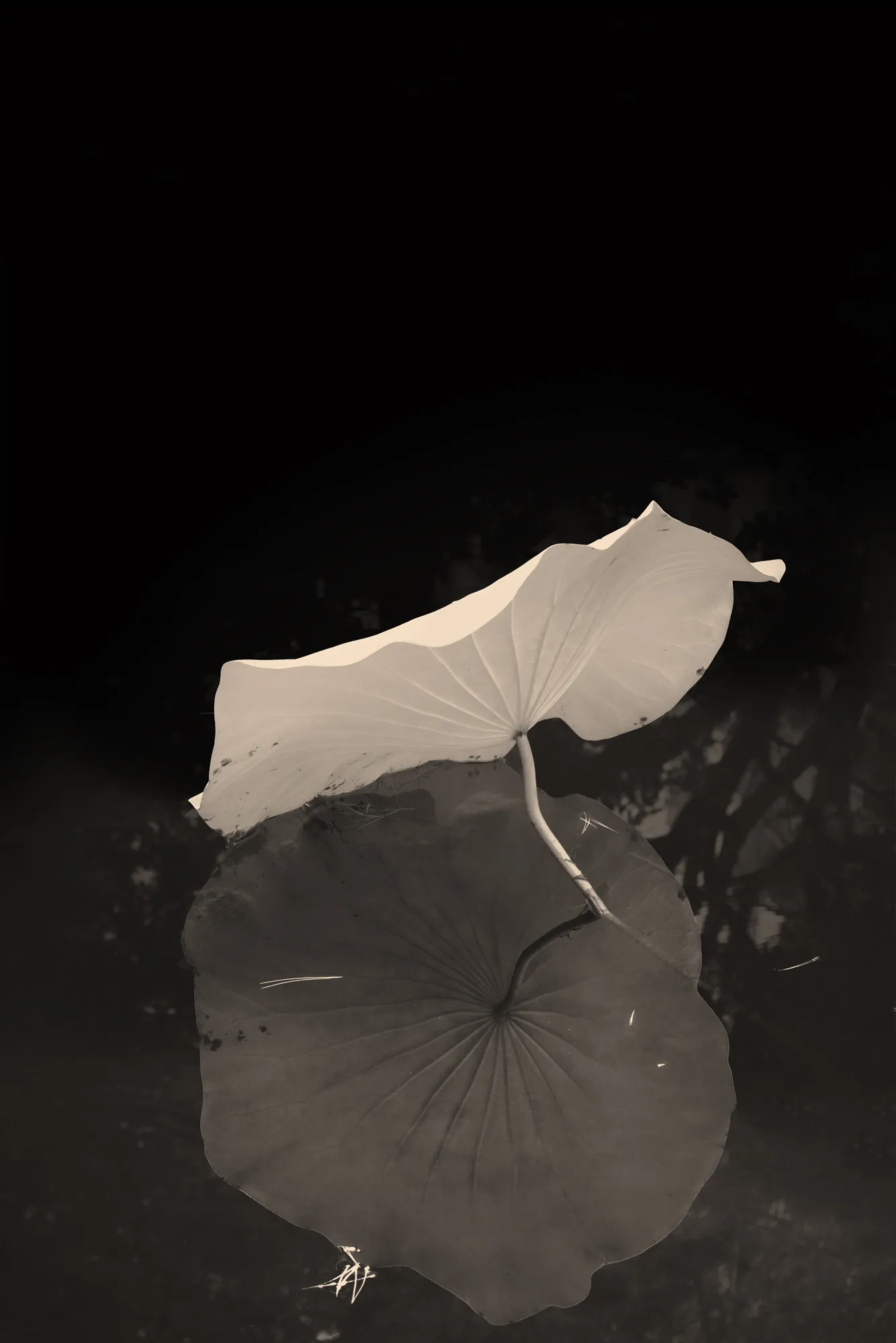 Albarrán Cabrera, The Mouth of Krishna #485, 2016