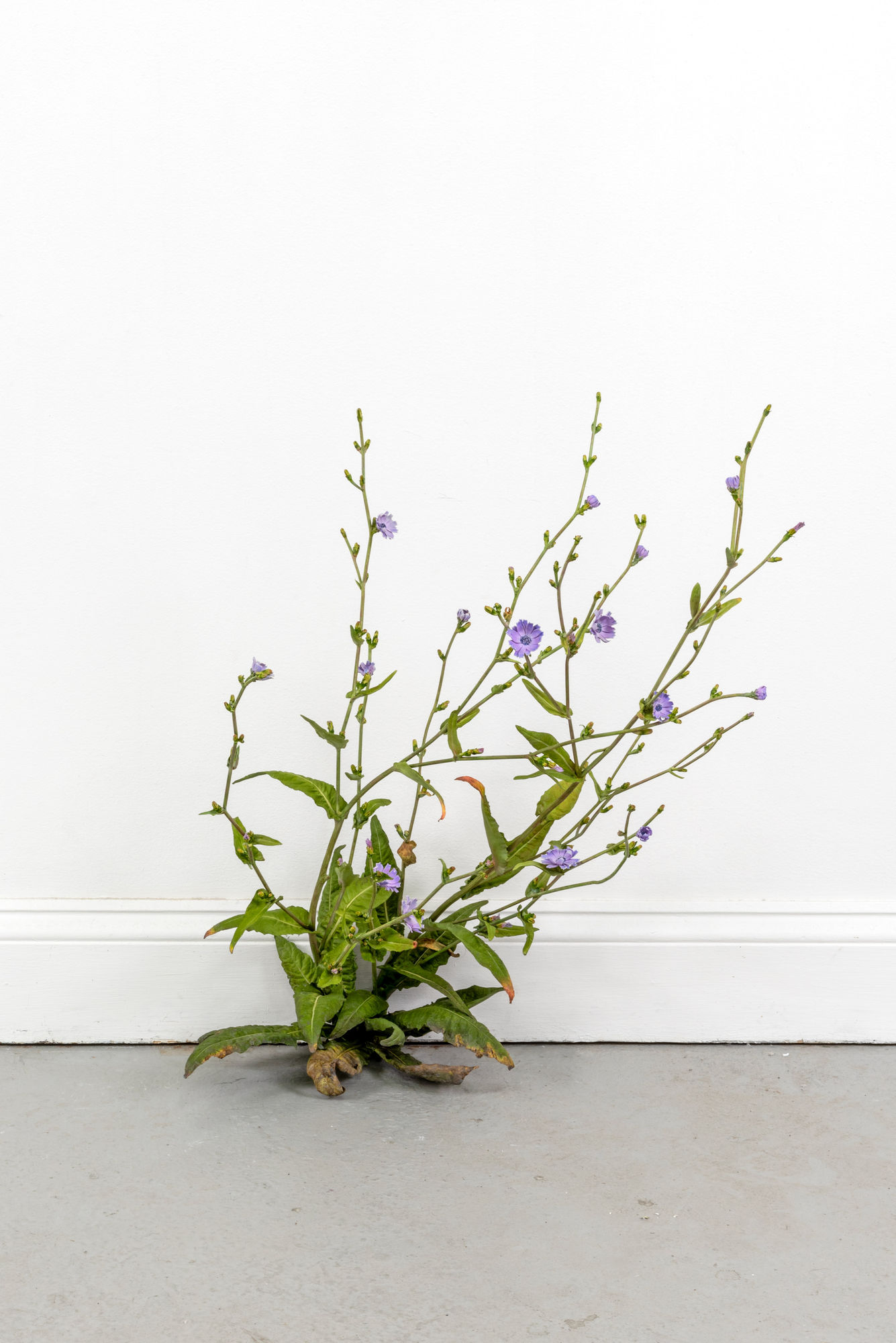 Tony Matelli, 762, 2025