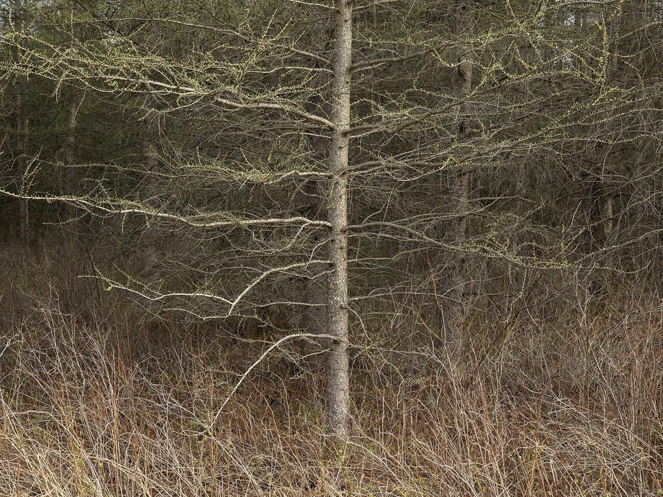 Edward Burtynsky, Natural Order #31, Grey County, Ontario, Canada, Spring, 2020
