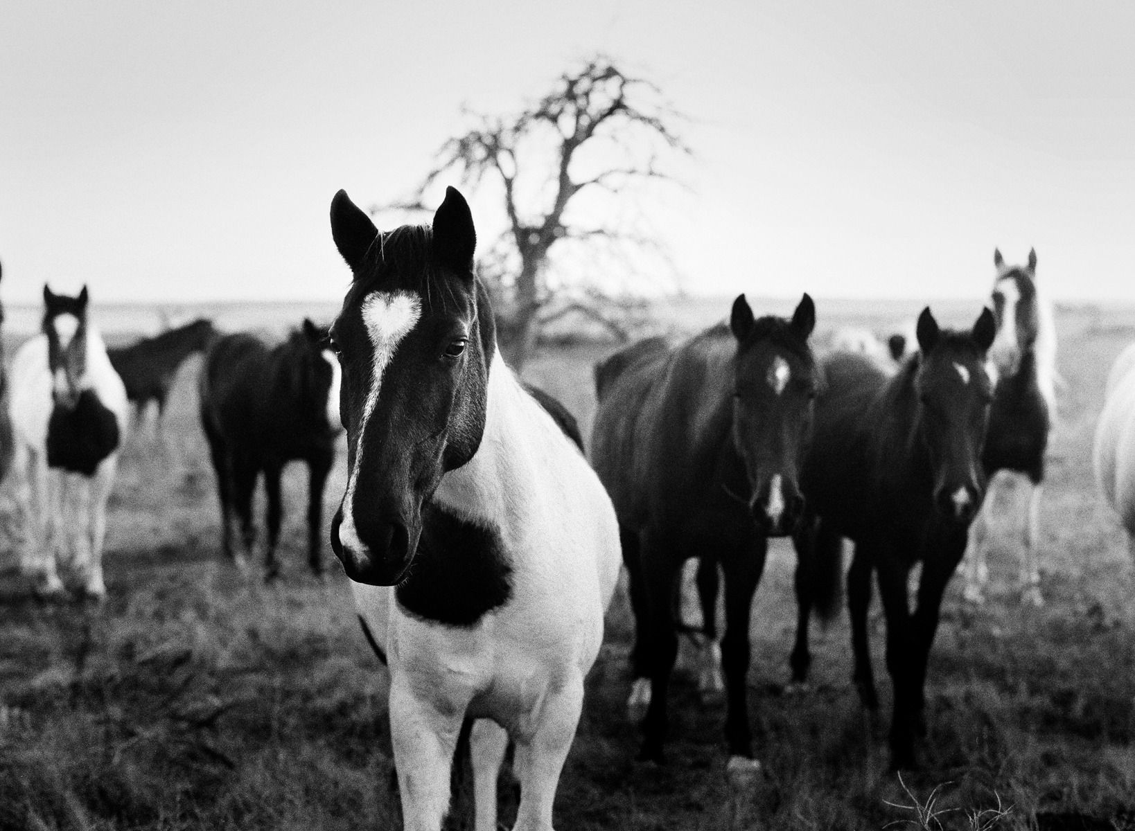 Lisa Candela, Bleeding Heart Band, Black Hills, South Dakota, 2014