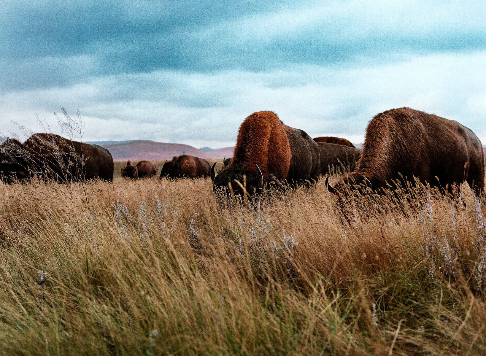 Lisa Candela, Hope and Prairie, Black Hills, South Dakota, 2014