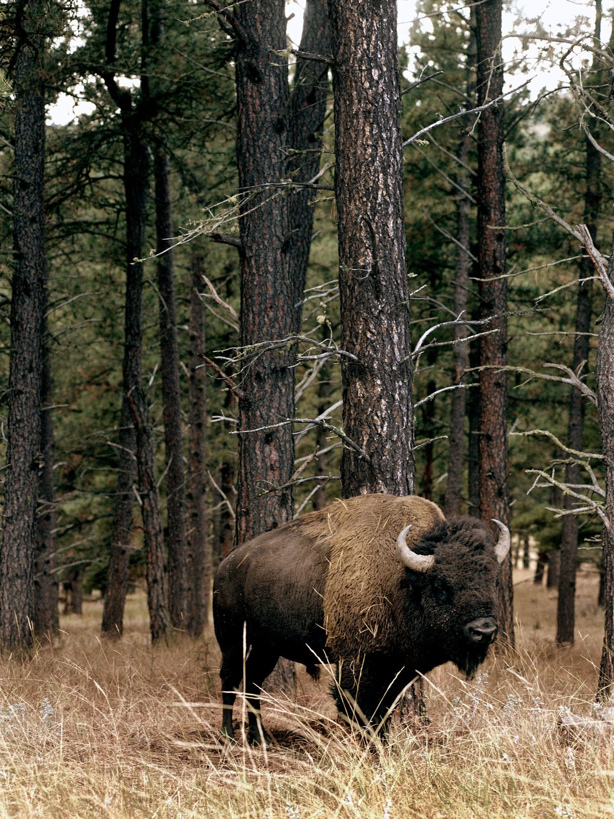 Lisa Candela, Bison Under Pines, Black Hills, South Dakota, 2014