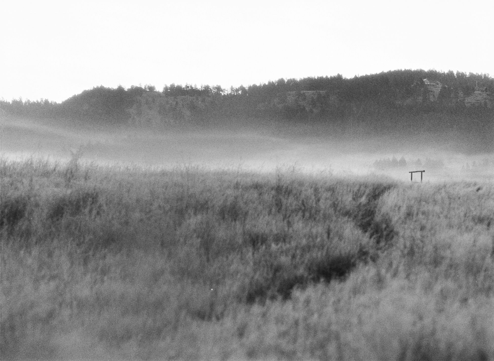 Lisa Candela, Misty Path, Black Hills, South Dakota, 2014