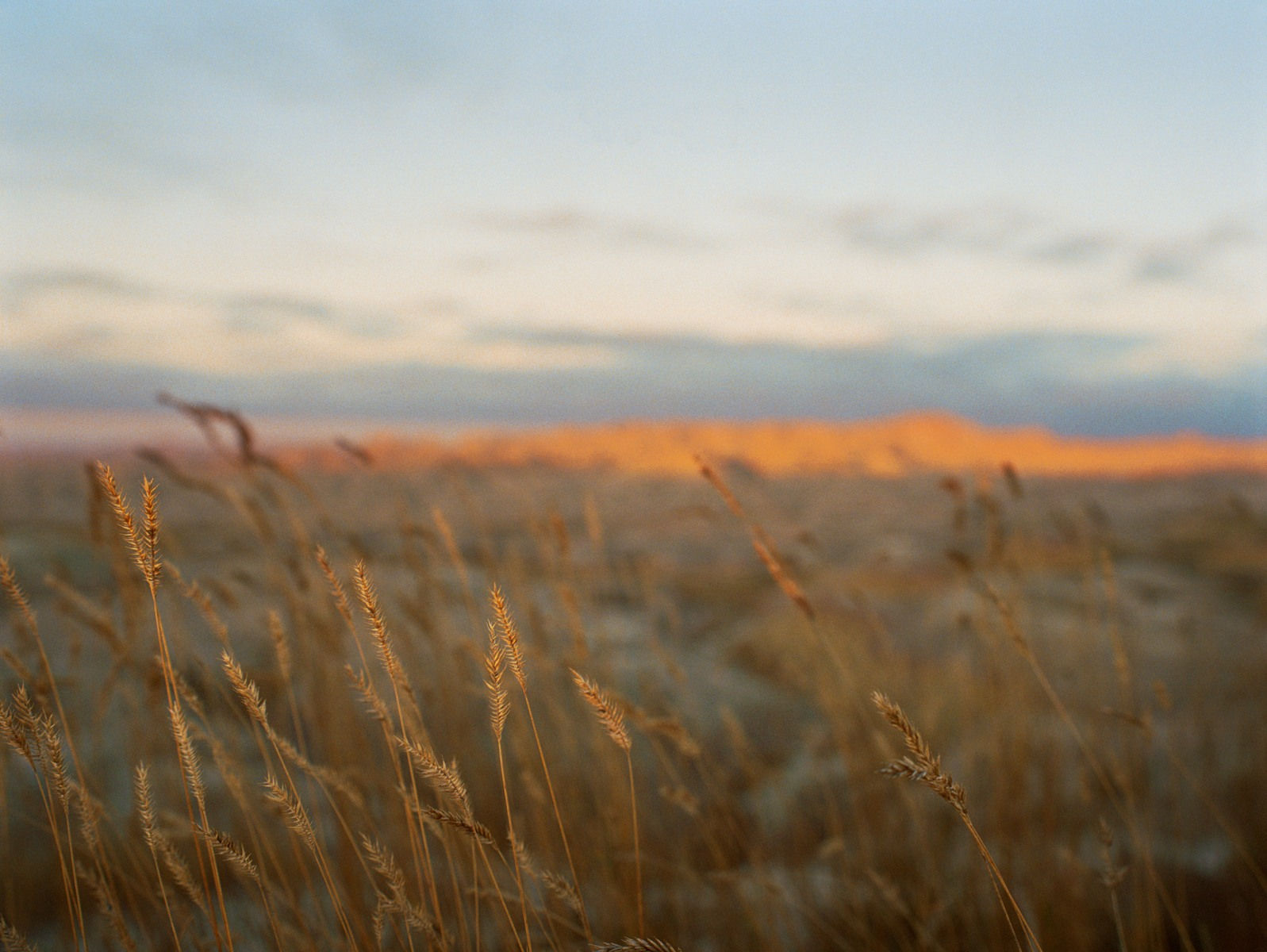 Lisa Candela, Wheatgrass, Black Hills, South Dakota, 2014