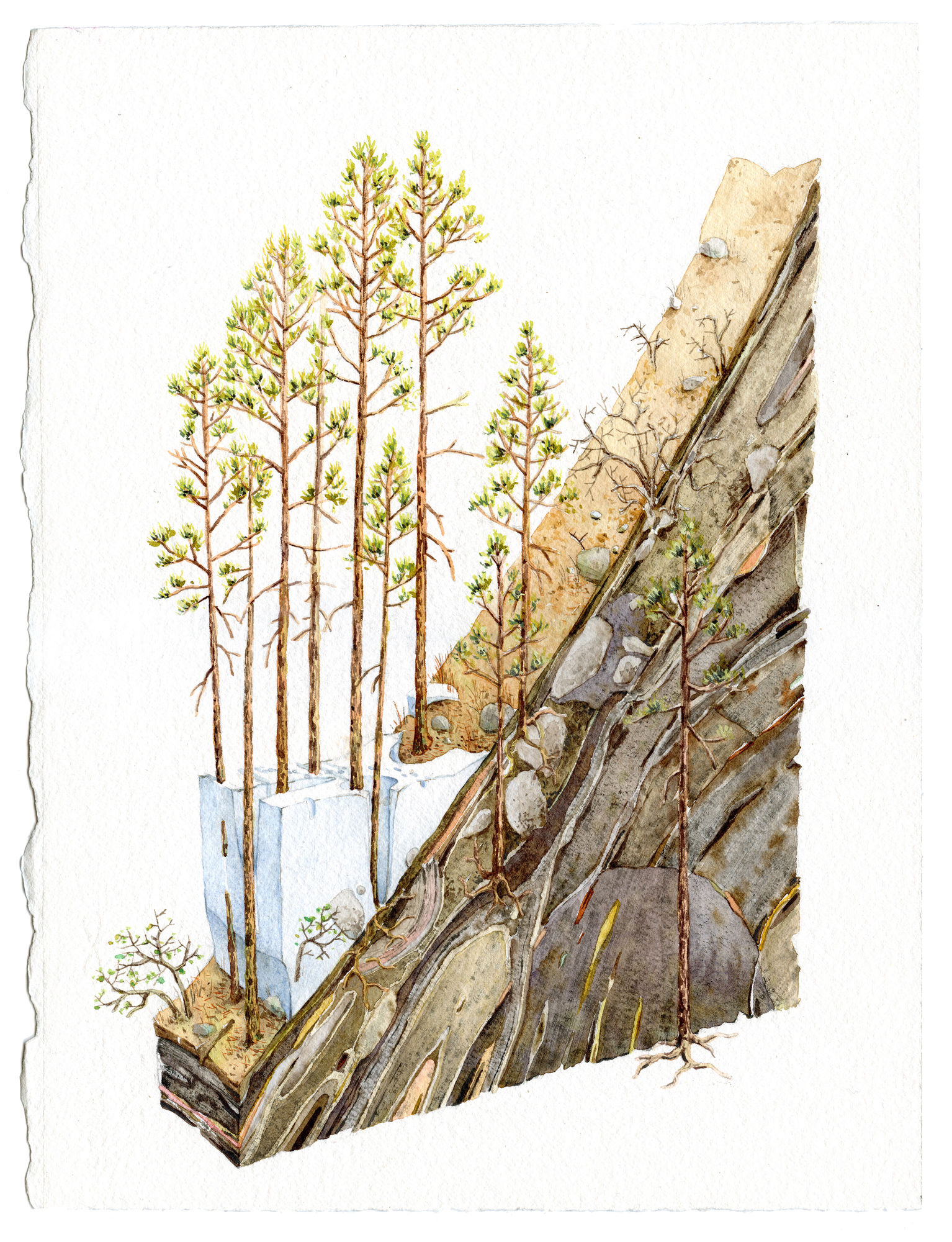 Bryce Lafferty, Melt (Snowpack Under Pines)