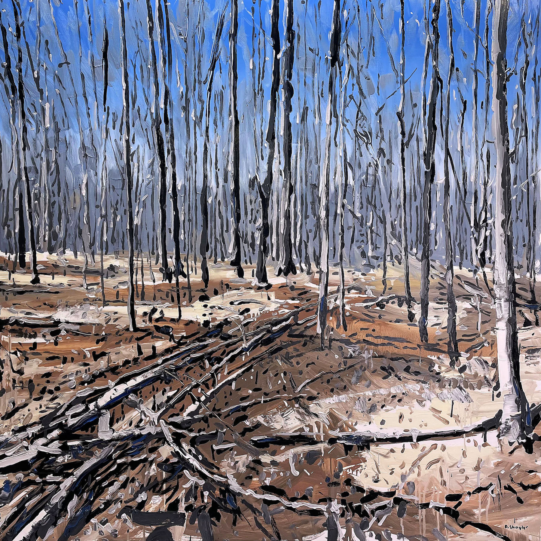 David Shingler, Boone NC Forest