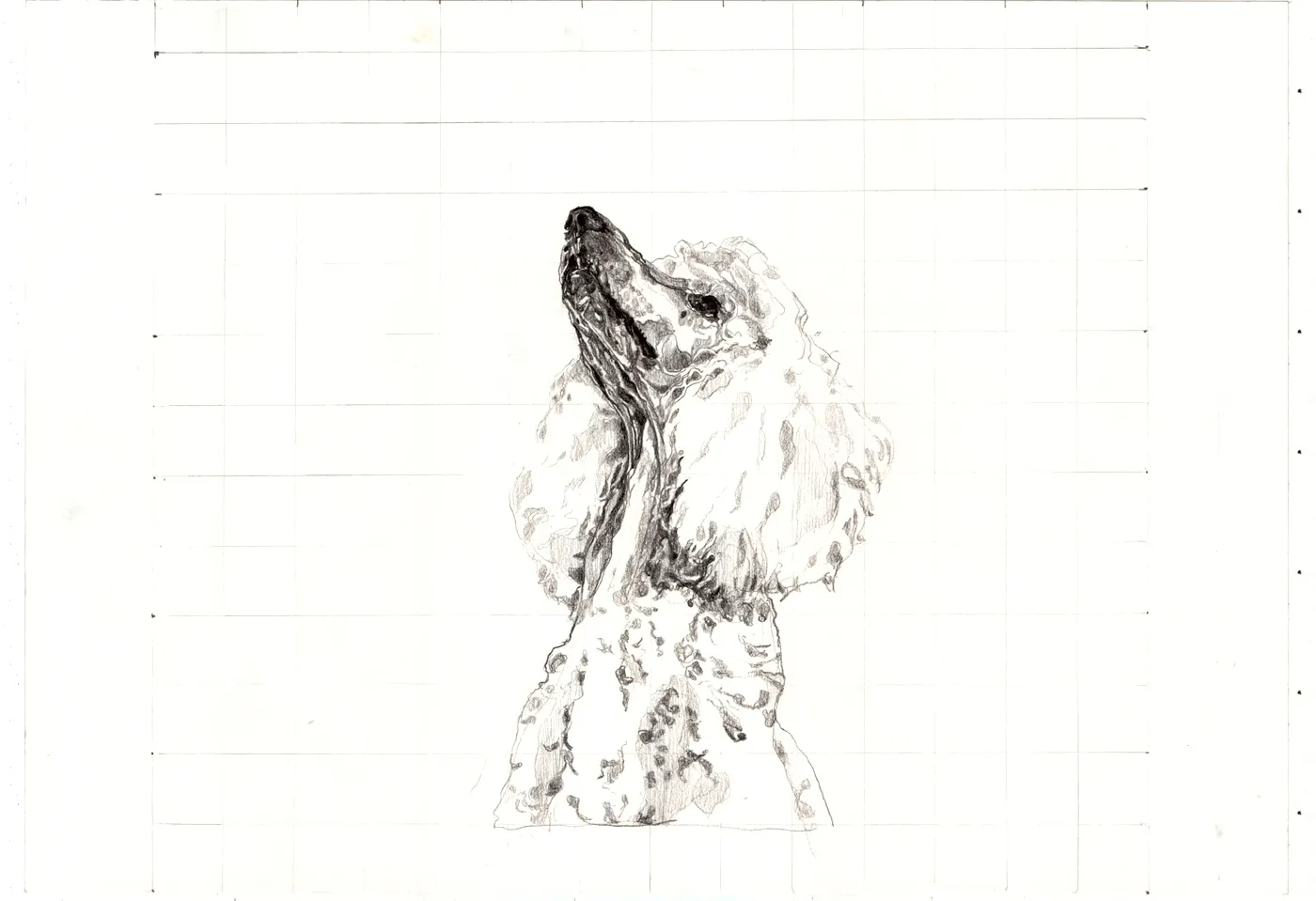 Maya Zack Poddle modeling mine de plomb sur papier 41 x 58,8 cm