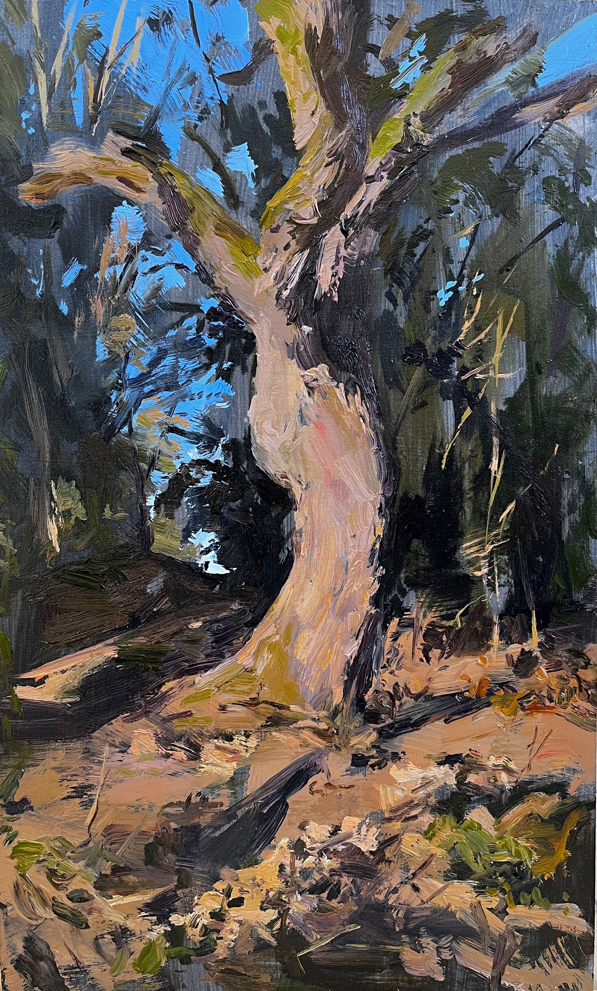 Tim Patrick, Albero, Dawn, 2023