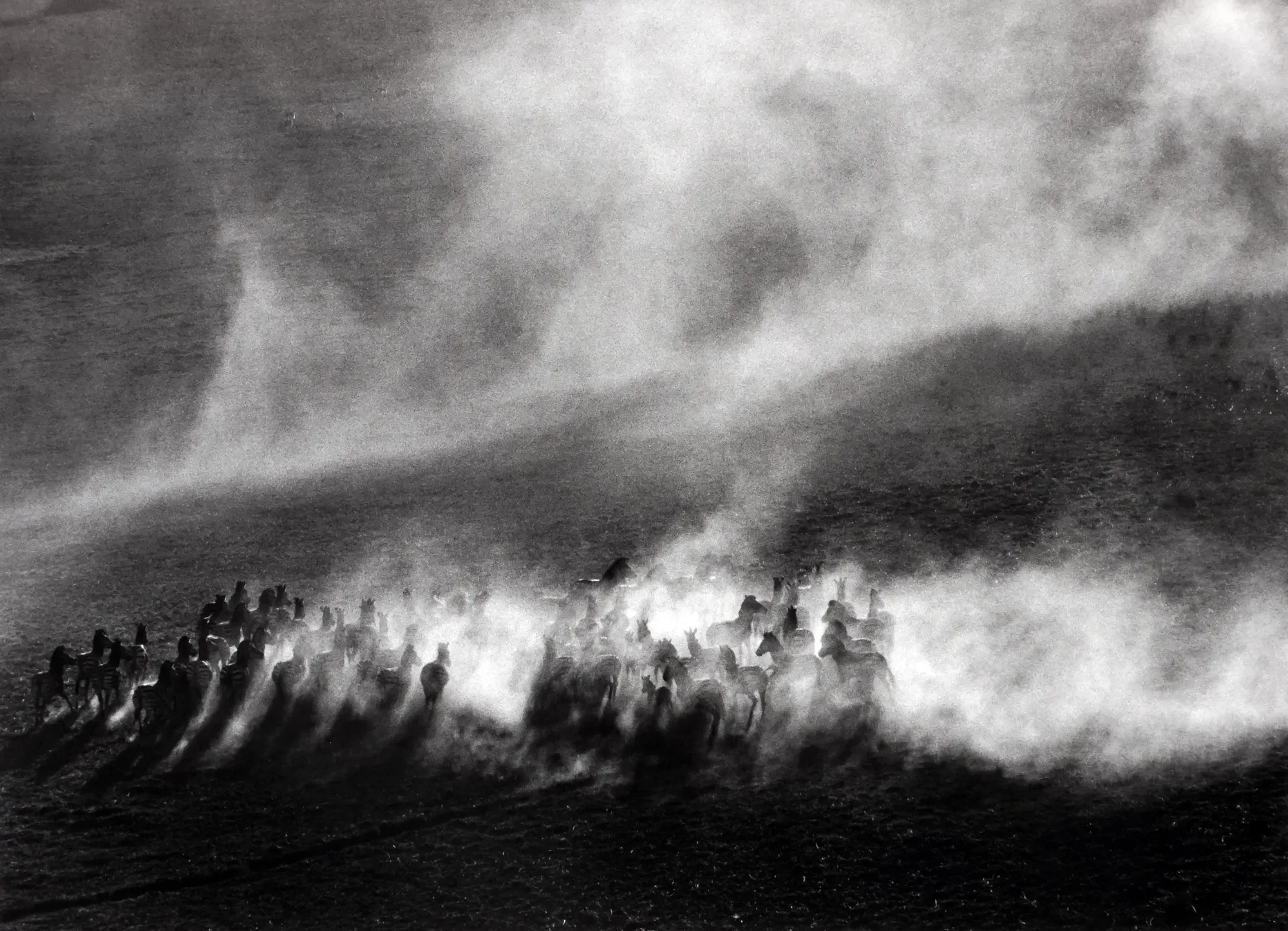 Sebastião Salgado, Okavango Delta, Botswana, [Zebras in dust field], Africa, 2007/Printed 2007