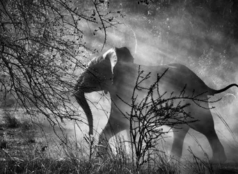Sebastião Salgado, Elephant (Against light), Kafue National Park, Zambia, 2010 (Printed 2010)