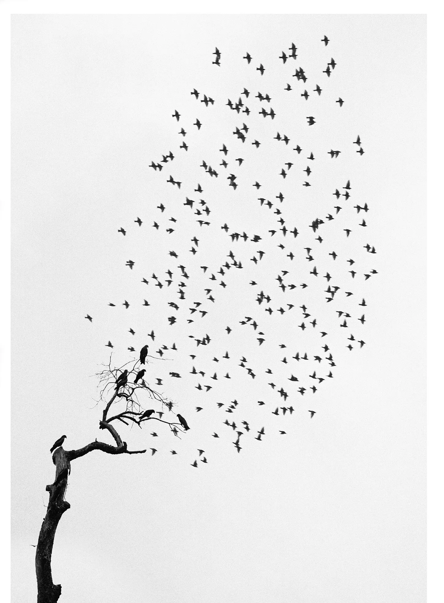 Pentti Sammallahti, Delhi, India (Flock of Birds), 1999 (Printed 2020)