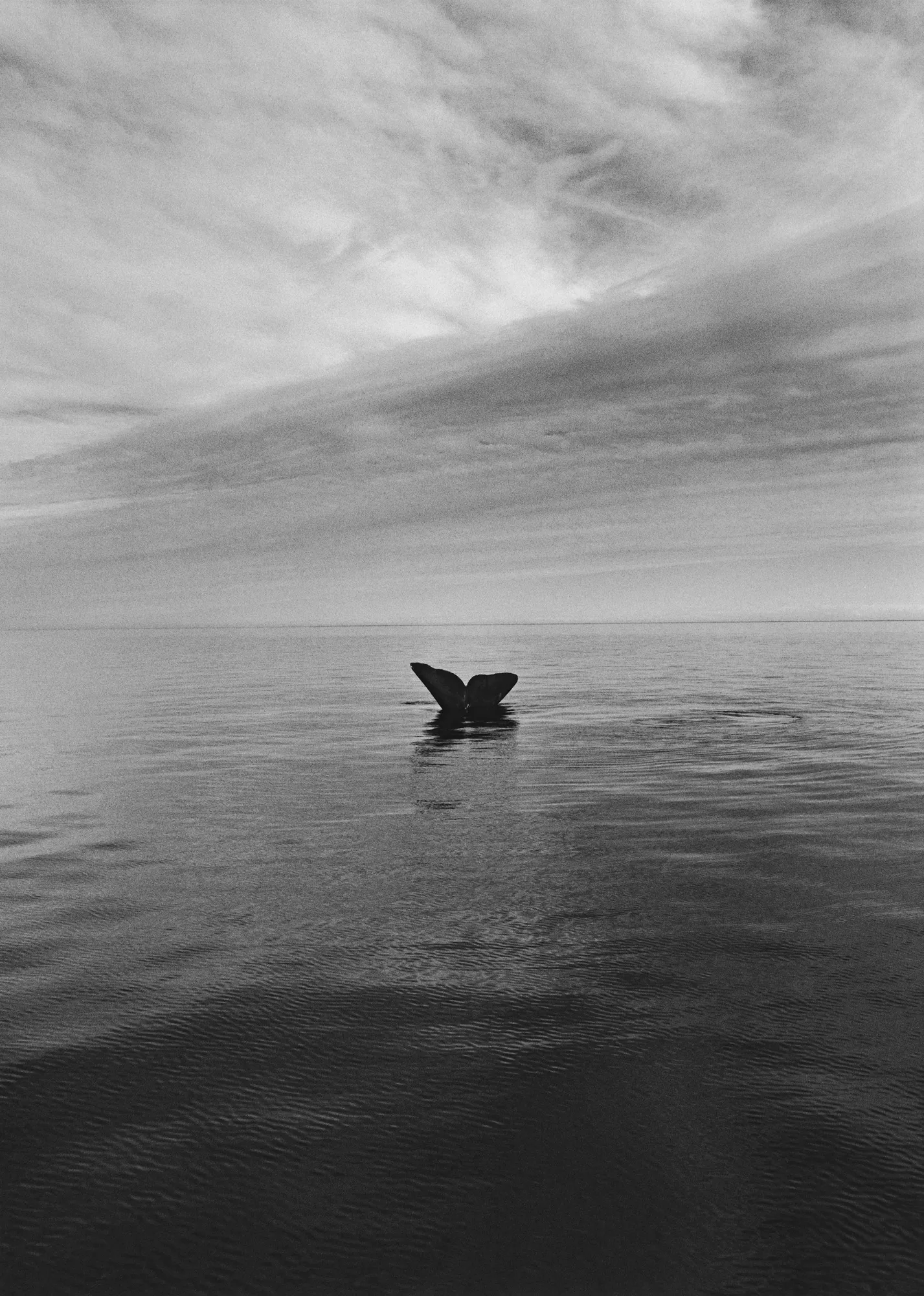 Sebastião Salgado, Adelita Peninsula Valdes, Atlantic Coast of Patagonia, Argentina (Whale Tail), 2004/Printed 2007