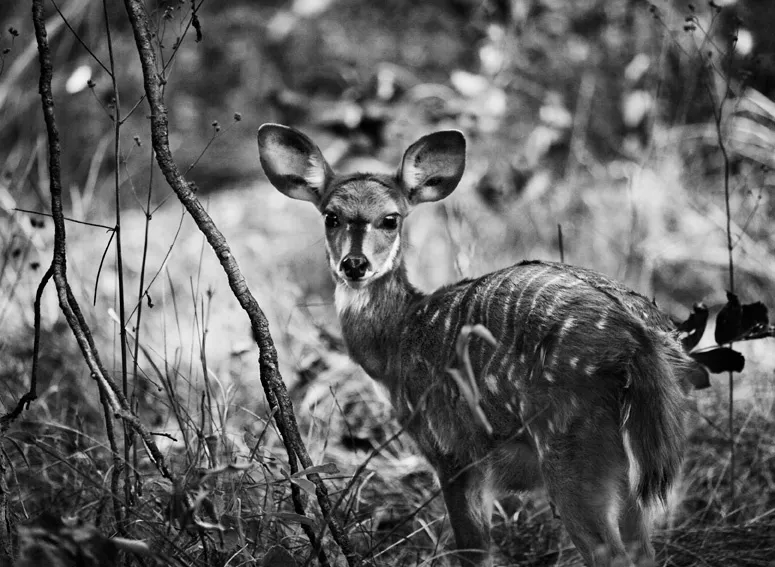 Sebastião Salgado, Kafue National Park, Zambia, Fawn, 2010