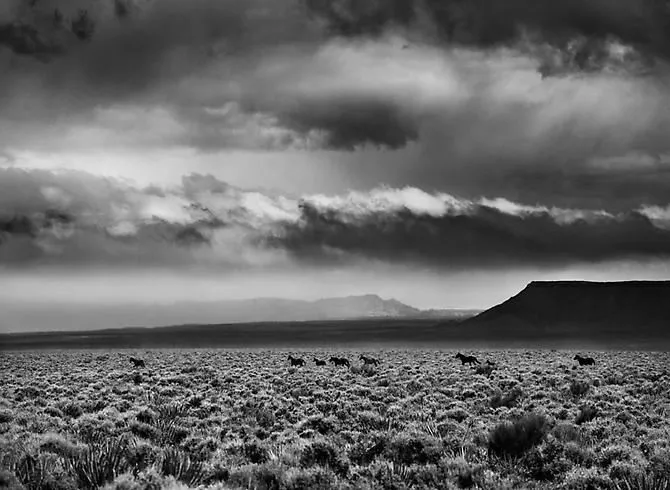 Sebastião Salgado, Wild horses in Navajo territory, bordering on the Grand Canyon. Arizona, 2010 (Printed 2011)